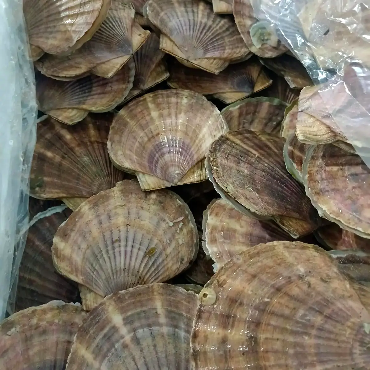 Морской гребешок Белое море