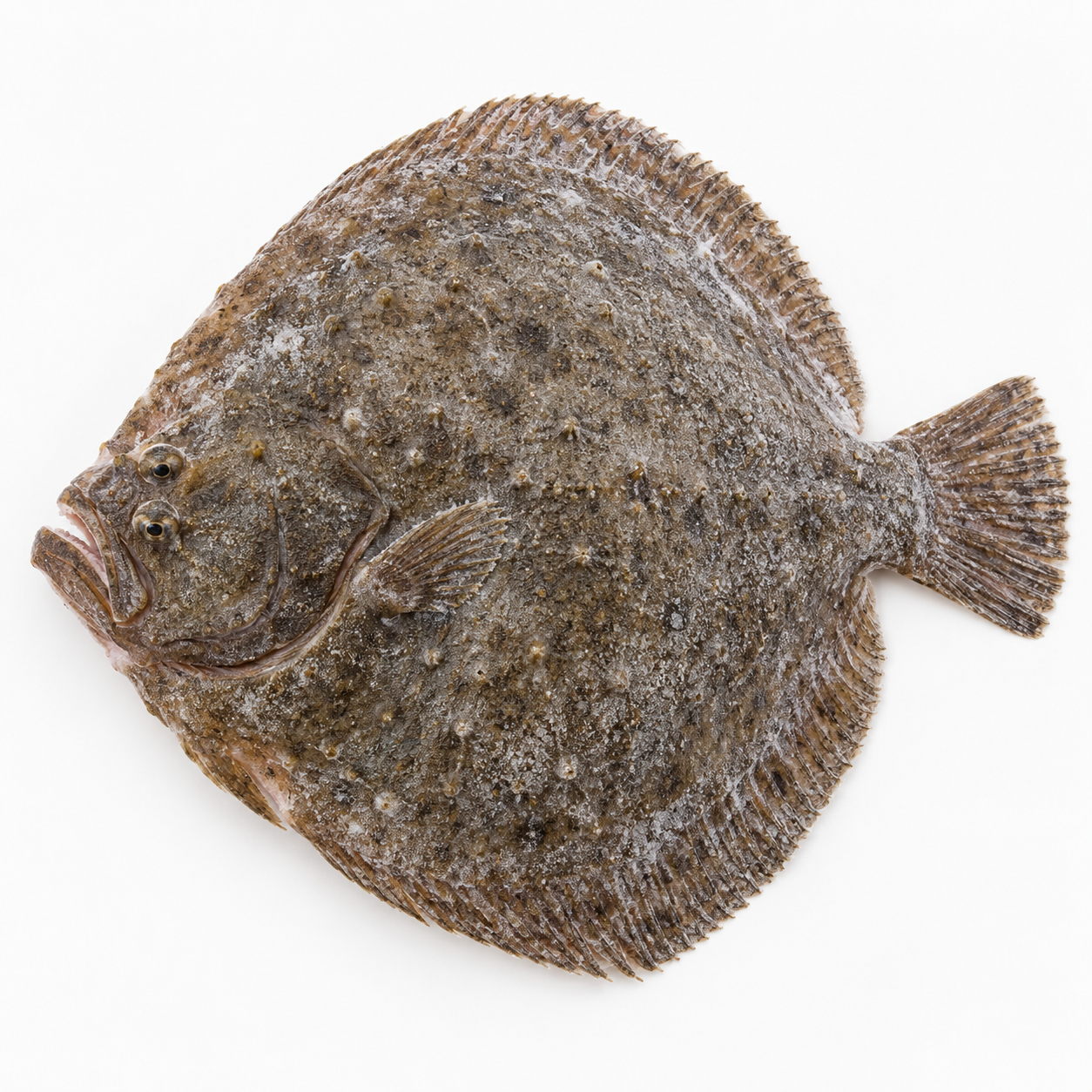 Тюрбо (Scophthalmus maximus)