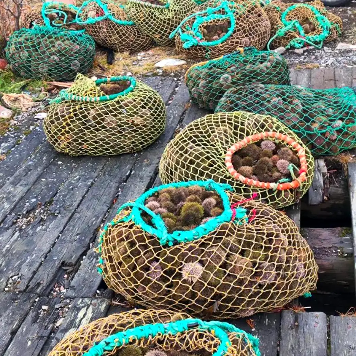 Морской ёж