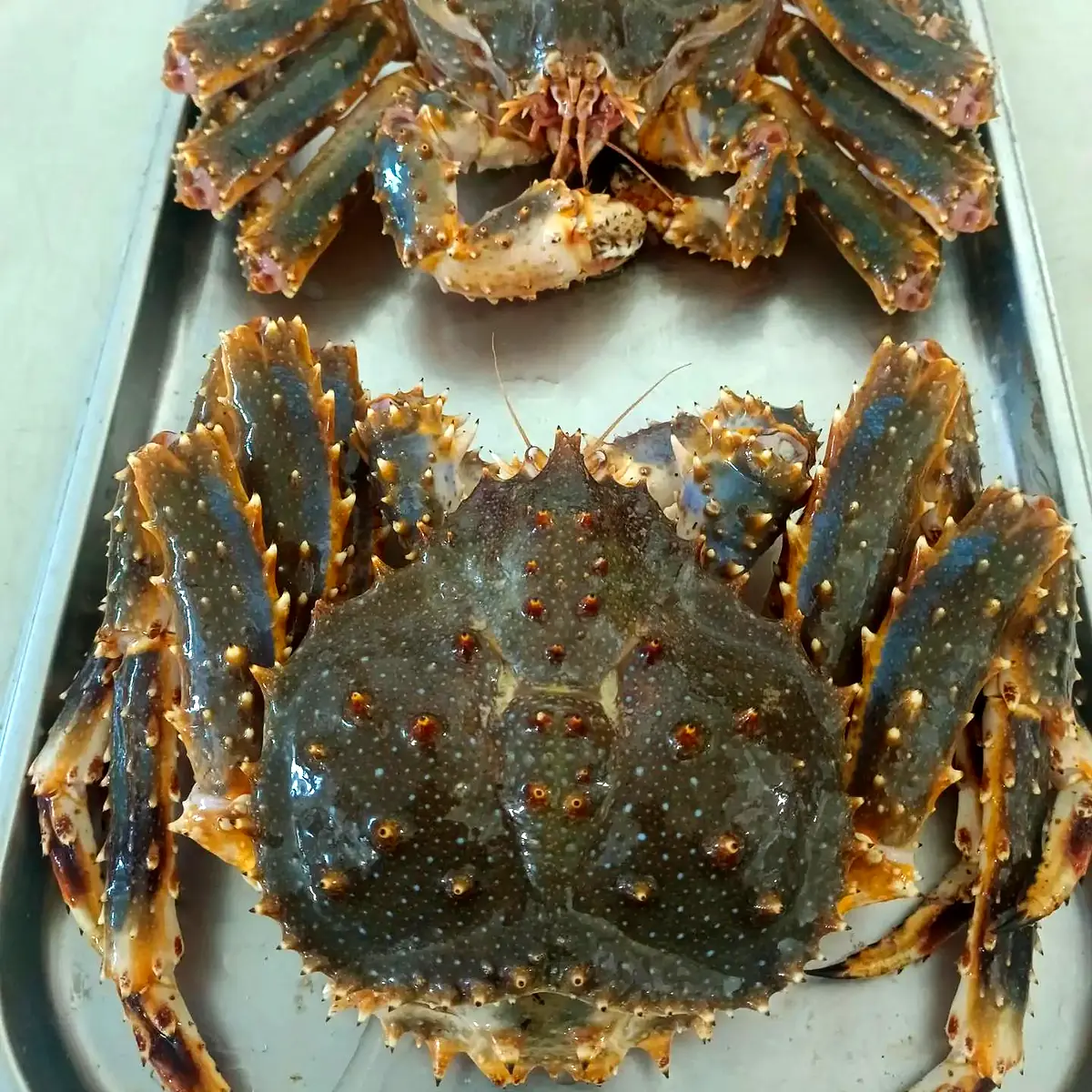 Краб Камчатский